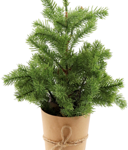 4911 SMALL FIR TREE IN POT